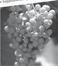  ?? JOSEP LAGO/GETTY IMAGES ?? In Spain, eating grapes as the clock strikes 12 brings prosperity.