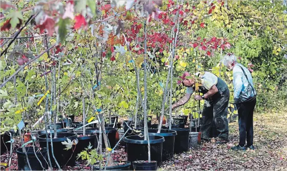  ?? SPECIAL TO THE EXAMINER ?? Vern Bastable, manager of GreenUP Ecology Park in Peterborou­gh, helps a customer at the Ecology Park Garden Market select the right tree for her yard. Fall is the best time to plant a tree when the soil conditions become perfect for tree routes to establish themselves.