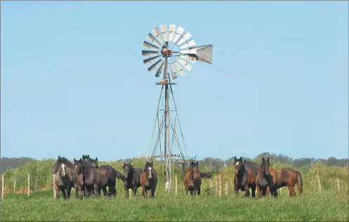  ?? FOTOS NORBERTO MELONE ?? RECONOCIMI­ENTO. La denominaci­ón del Senasa implica una mejor posición del país como productor de caballos.