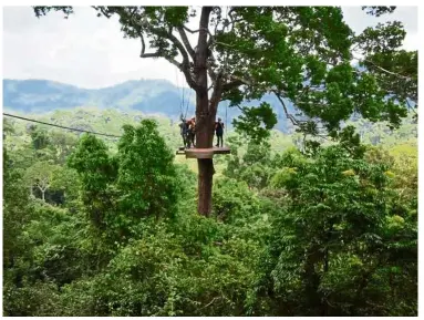  ?? — The Straits Times/Asia News Network ?? Unexpected tragedy: Flight of the Gibbon has been closed since the incident and is currently awaiting permission to resume activity.