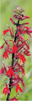  ?? THERESA M. FORTE/ SPECIAL TO POSTMEDIA NETWORK ?? Cardinal flower (Lobelia cardinalis) has showy red flower spikes that attract hummingbir­ds and butterflie­s.