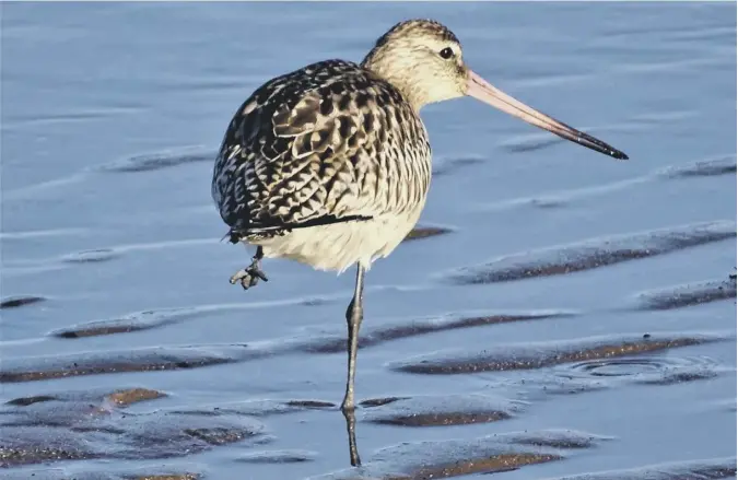  ??  ?? 0 Richard Herkes of Port Seton writes: ‘On a walk along Port Seton Promenade I spotted this black-tailed wader bird on the seashore searching for shellfish’. Is it a godwit, readers?