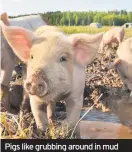  ??  ?? Pigs like grubbing around in mud – but are actually very clean animals