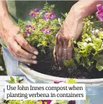  ??  ?? Use John Innes compost when planting verbena in containers