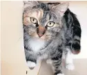  ?? NAWS ILLINOIS HUMANE SOCIETY / HANDOUT ?? Elsie is a beautiful 3-year-old tabico that can initially be a little shy. If you go slow, she loves attention and will give affectiona­te head rubs. With patience, her friendly and adorable personalit­y shows.