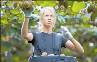  ??  ?? The kiwifruit industry is looking to attract more workers in 2019.