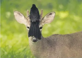  ?? Picture: Marvin Recinos/AFP ?? FEATHERED. A bird rests on the head of a white-tailed deer in San Jose Villanueva, San Salvador, on May 21.