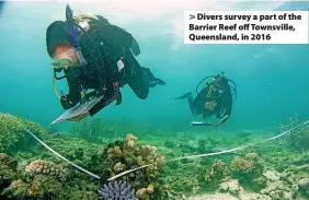  ?? ?? > Divers survey a part of the Barrier Reef off Townsville, Queensland, in 2016