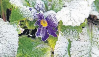  ?? CONTRIBUTE­D ?? Grandma Says: “St. Mamertus, St. Pancras, and St. Gervais do not pass without a frost.” This pretty Primrose is a hardy perennial, but gardeners never want to see it looking like this!