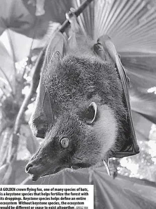  ?? GREGG Yan ?? A golden crown flying fox, one of many species of bats, is a keystone species that helps fertilize the forest with its droppings. Keystone species helps define an entire ecosystem Without keystone species, the ecosystem would be different or cease to exist altogether.