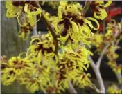  ??  ?? Hamamelis x intermedia ‘Pallida’