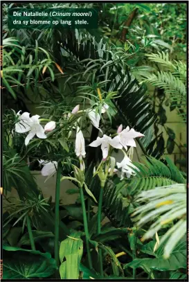  ??  ?? Die Natallelie (Crinum moorei) dra sy blomme op lang stele.