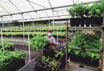  ??  ?? LISTAS PARA EL CULTIVO. Las plantitas se colocan en un “empaque” biodegrada­ble en el que crecen hasta tornarse en arbolitos listos para su siembra en las fincas de café.