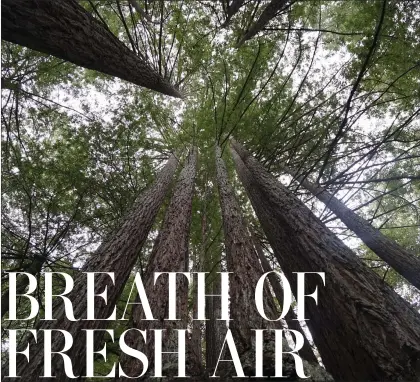  ?? COURTESY OF ALICE BOURGET ?? Towering redwoods and winding trails draw hikers to Sam Mcdonald County Park.