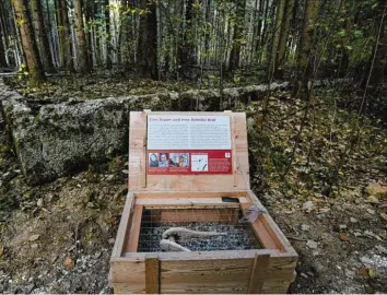  ?? Foto: Marcus Merk ?? Lebendiger Geschichts­unterricht mitten im Wald. Bei Zusmarshau­sen gibt es jetzt einen Gedenkweg zum Waldwerk Kuno und dem KZ Burgau.