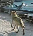  ?? Foto: Busak ?? Ein Wolf lief vorigen Montag über das Gelände der Firma Vitus Rieder in Bis‰ singen.