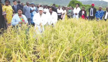  ?? ?? First Lady Dr Auxillia Mnangagwa (left, front row) and Japanese agricultur­al specialist Dr Tatsushi Tsuboi (centre, front row) tour a Nerica 7 rice field in Ward 12, Marange