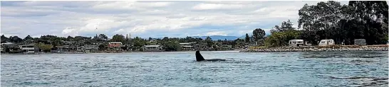  ?? LARA BRUCE-MILLER ?? A group of three or four orca were feeding off Ruby Bay on Saturday.