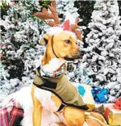  ?? COURTESY PHOTO ?? Boxer mix Aspen helps host his Winter Wonderland display and holiday giveaway in La Jolla.