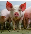  ?? FOTO: LARS PENNING/DPA ?? Auch Agrar-Betriebe, wie Schweinezu­chten, haben hohe Emissionen zu verantwort­en.