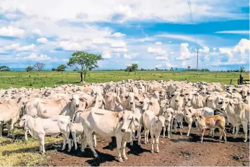  ??  ?? DEAL OR NO DEAL: Brazil’s forest clearance to create farmland is an issue for the EU.