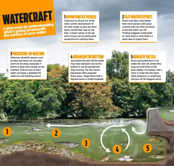  ??  ?? 3 PREDATORS-IN-WAITING
Wherever silverfish species such as dace and roach are, the pike won’t be far away, especially if there’s a deep hole nearby on the riverbed. Find an area of slack water and leger a deadbait for nailed-on rod-bending action! 1 OPPORTUNIS­TIC FEEDERS
Chub love to sit just out of the main current, downstream of the weir, ready to spot any food items carried their way by the flow. ‘Crease’ swims at the tail end of pools can be particular­ly productive for catching them. 4 BREAM ON THE BOTTOM
Just below the weir sill the water may look turbulent, but on the bottom it can be deceptivel­y slow-moving. For this reason big bream often populate these areas. Target them with a legered worm or boilie hookbait.
2 FAST-WATER EXPERTS
Roach and dace cope better than most species with quick currents and can often be found in the fast water run-off. Trotting maggots underneath an Avon float or stick float is a great way to target them. 5 BENEATH THE SILL
Perch and barbel love to sit under the weir sill, where they snap up food items in the back-eddies. For barbel, cast a lump of meat into the foam, while lobworms or small lures will pick off the biggest perch.