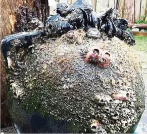  ??  ?? Japanese mussels, barnacles and sea anemones on a tsunami buoy, which arrived in Washington, USA. — Photos: AP