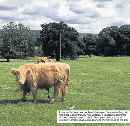  ??  ?? A rare cattle breed encountere­d during an Eccles rambling club walk near Gawsworth, by Kay Douglas. If you have a stunning picture, then we’d love to see it. Send your photos to us at viewpoints@men-news. co.uk, marking them Picture of the Day