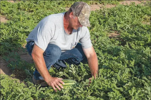  ?? Photos Courtesy of Missouri Department of Agricultur­e ?? Donnie Beggs of Blodgett checks on watermelon­s at his farm. The field has been owned by his family for more than 125
years.