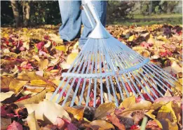  ?? TRIBUNE NEWS SERVICE ?? Raking leaves helps to maintain a lush, green lawn.