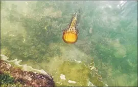  ?? Ediza Morris ?? A JELLYFISH visits the waters near a pier in peaceful Moss Landing, Calif.