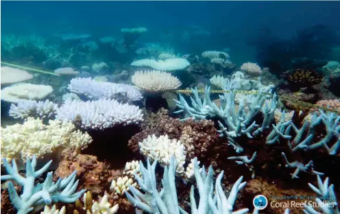  ?? Foto: dpa/ARC Centre of Excellence for Coral Reef Studies/Mia Hoogenboom ?? Korallen, von denen einige durch Wärme beschädigt oder abgestorbe­n sind, werden von Forschern mit einem Maßband vermessen.