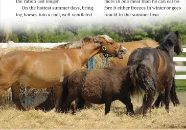  ??  ?? Horses at the bottom of the pecking order–often the very young, the aging or the submissive–may be chasedaway from the hay feeder and other sources of food.