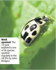  ??  ?? Well spotted 14-spot ladybird is one of 26 species spotted regularly in the UK (Pic by John Bridges) The