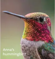  ??  ?? Anna’s hummingbir­d