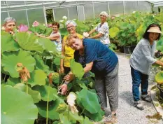  ??  ?? Die Frankfurte­rinnen in der „Schatzkamm­er“für die Ikebana-Kunst, dem Gewächshau­s für Lotosblume­n.