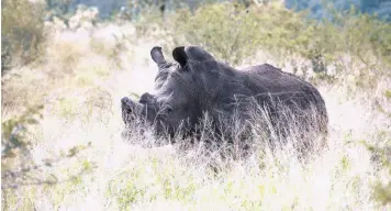  ?? JORDAN MITLON Milton Media ?? SOMKHANDA has a population of rhino that have been dehorned to deter poachers. |