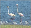  ?? PHOTO ?? Greater Flamingo and Brownheade­d Gulls at Jayakwadi Bird Sanctuary, Aurangabad.HT