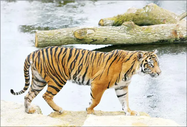  ??  ?? In this March 27, 2013 file photo, Melati a female Sumatran Tiger walks past her frozen pool, at London Zoo. London Zoo says one of its female Sumatran tigers has been killed by a potential mate while the two animals werebeing introduced. It says staff are ‘devastated by the loss of Melati, and we are heartbroke­n by this turn of events.’(AP)