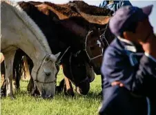  ??  ?? Grazing hobbled horses.