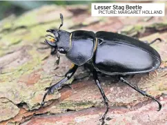  ?? PICTURE: MARGARET HOLLAND ?? Lesser Stag Beetle