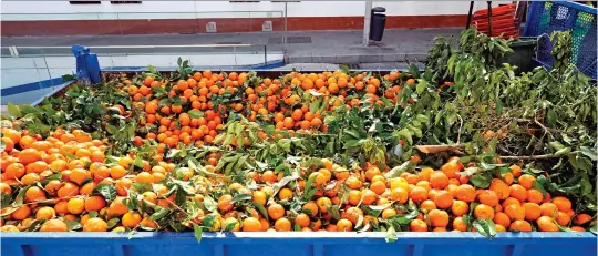  ?? (Sipa) ?? Contenedor de naranjas en Málaga