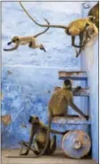  ?? COURTESY PHOTO ?? These Hanuman langurs have free roam in the blue city of Jodhpur, India. It is their home and their playground. Treated as religious deities they are fed and well looked after by the city’s inhabitant­s.