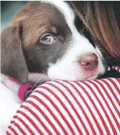  ??  ?? SÉPALO. Los perros pueden sentir mucho miedo al escuchar las detonacion­es, incluso podrían morir de un infarto.