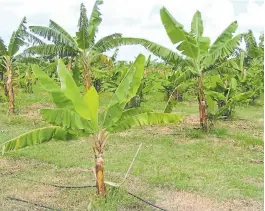  ?? ?? La producción bananera de Formosa, en crisis