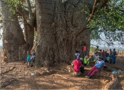  ??  ?? ABOVE The King-of-Garatjeke presides over many a social gathering in Modjadjisk­loof. TOP The Land Rover Discovery 5 handled Musina Nature Reserve’s diabolical roads in comfort, with the necessary high clearance.