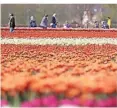  ?? FOTO: DPA ?? Die beliebten Felder in Grevenbroi­ch sind nicht mehr lange bunt: Die Tulpen werden nun geköpft.
