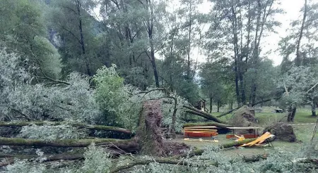  ??  ?? Piante sradicate Gli alberi alzati dal vento si sono abbattuti su Marziai, dove residenti e turisti del paese stavano partecipan­do alla sagra