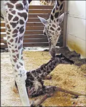  ?? The Associated Press ?? April the giraffe nuzzles her new calf seconds after giving birth Saturday. The birth was broadcast to an audience of more than a million viewers.