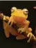  ??  ?? Ein neuer Frosch